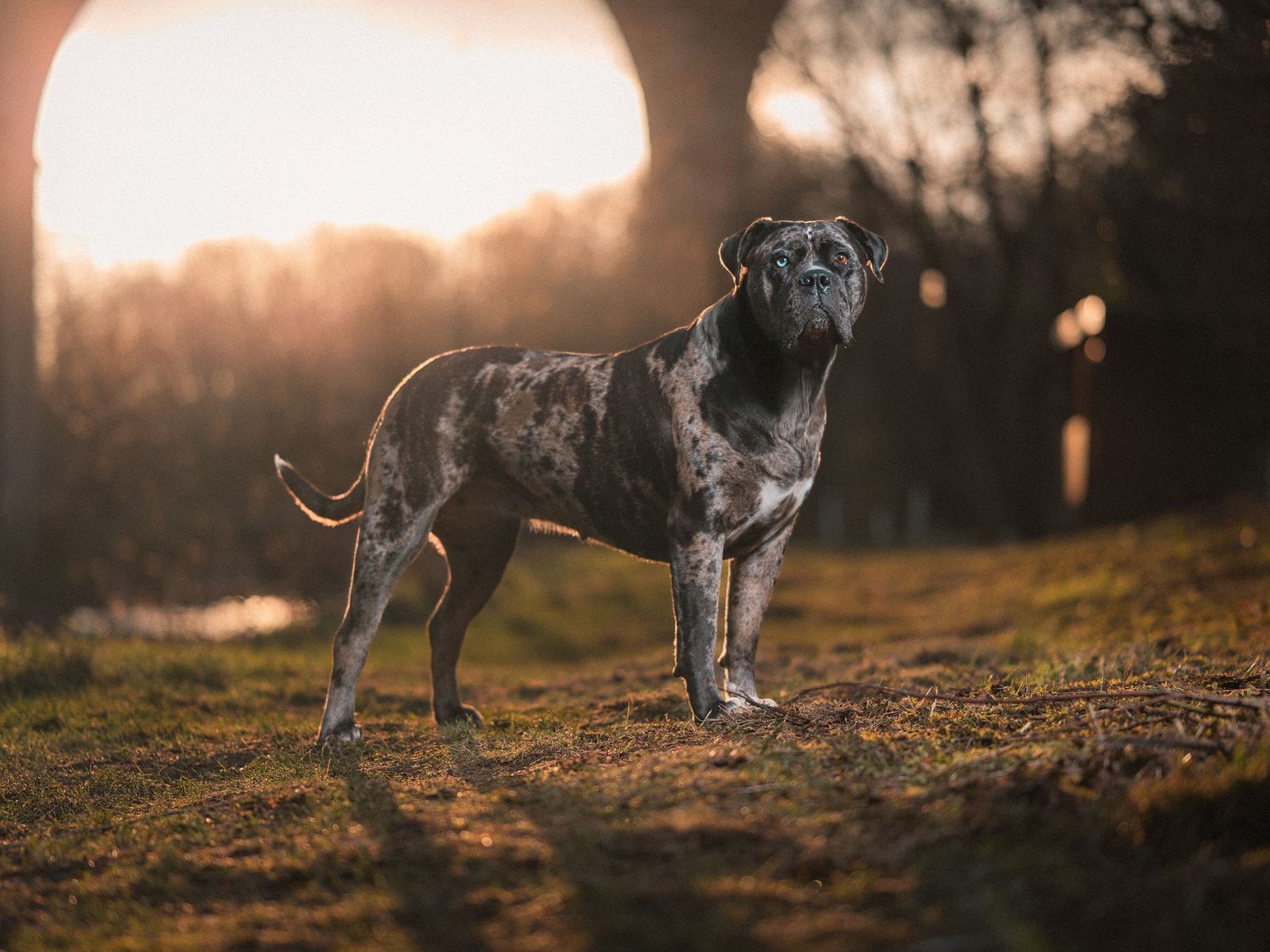 Brindle Cane Corso dog standing proudly on grass during golden hour sunset in a park.