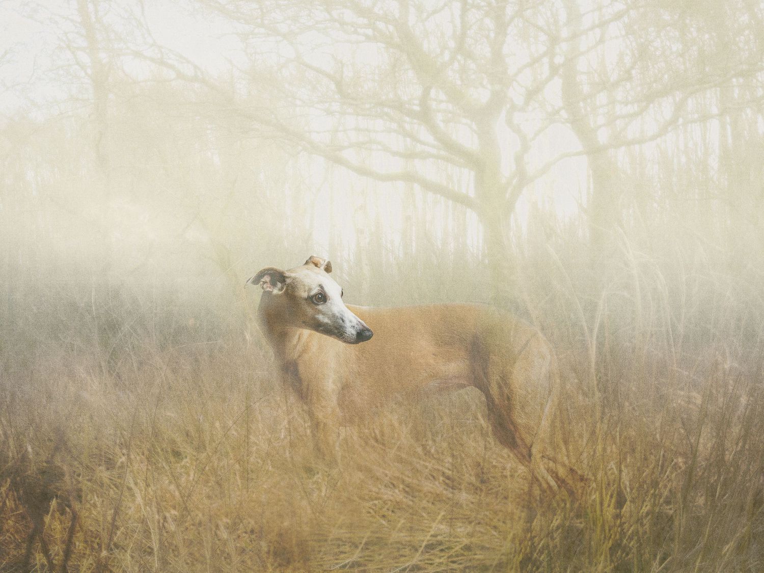 A slender greyhound stands in misty golden tall grass surrounded by bare winter trees in soft fog.