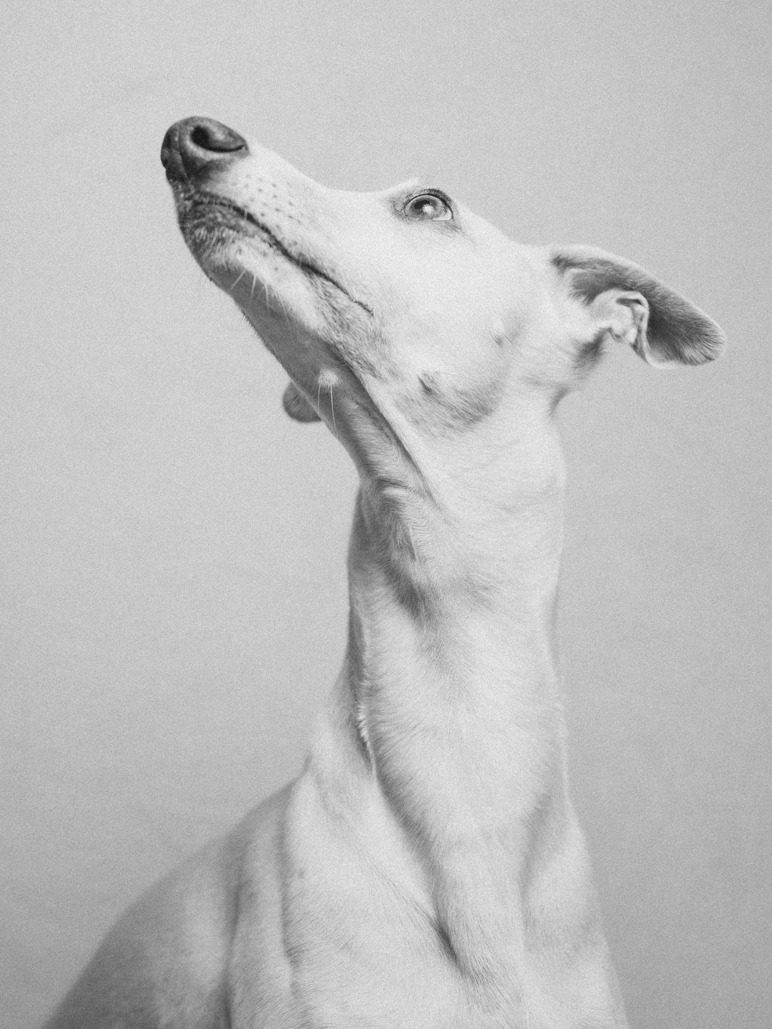 An elegant Greyhound dog with a long slender neck looks upward in a minimalist black and white portrait photo.