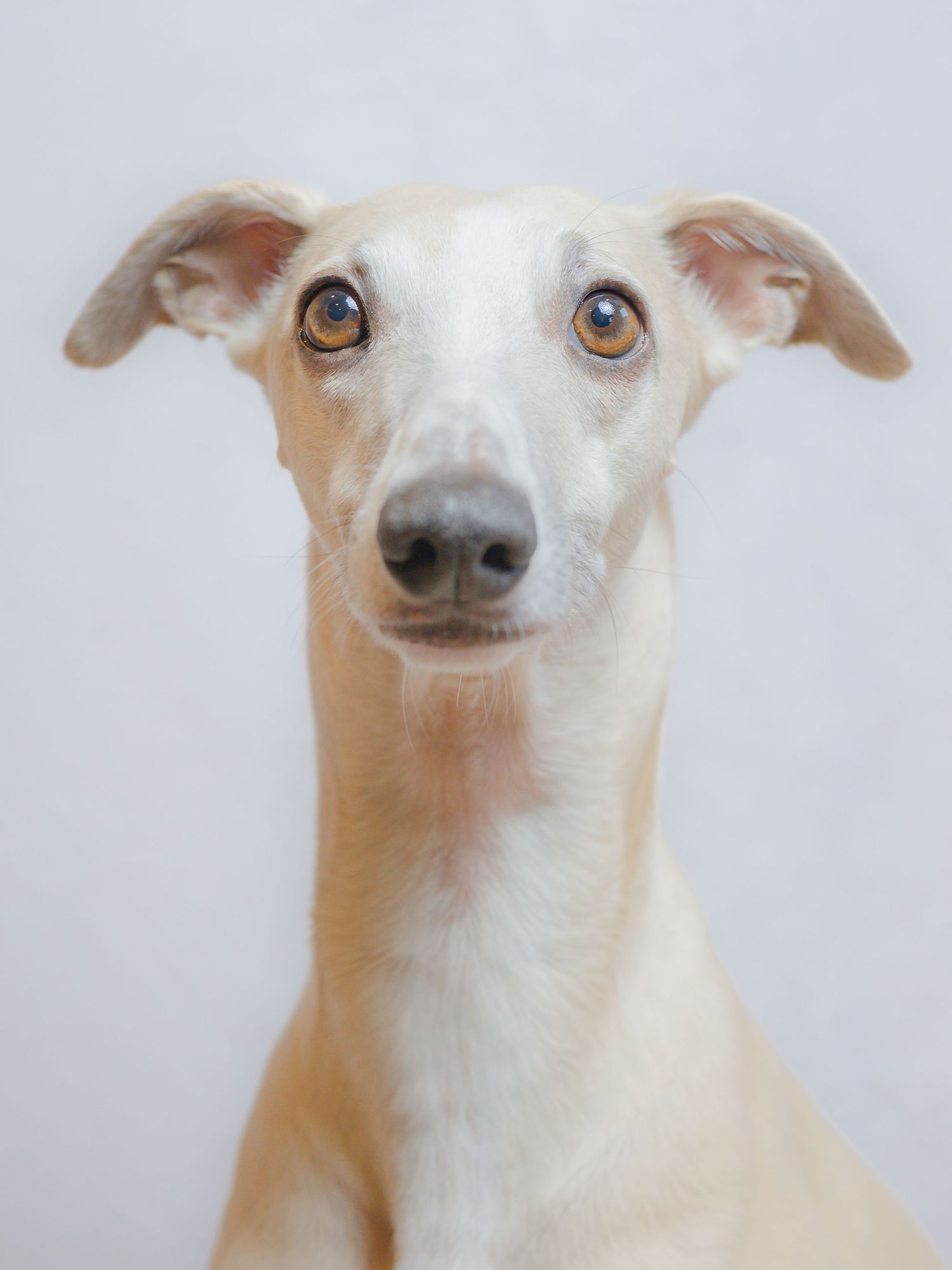 A cream and white Whippet dog with warm amber eyes looks directly at the camera.