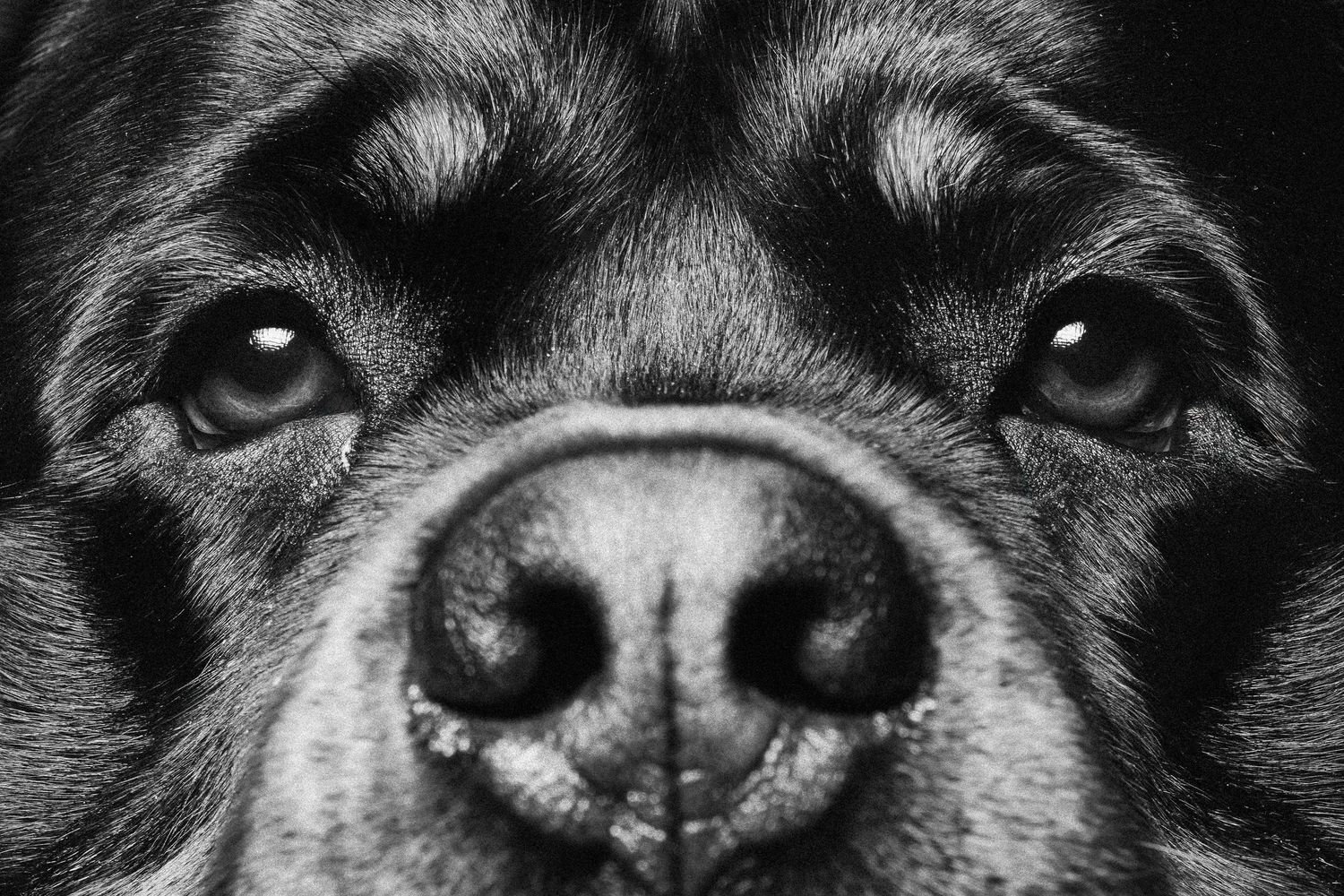 Dramatic black and white close-up portrait of a Rottweiler dog face showing eyes and nose.