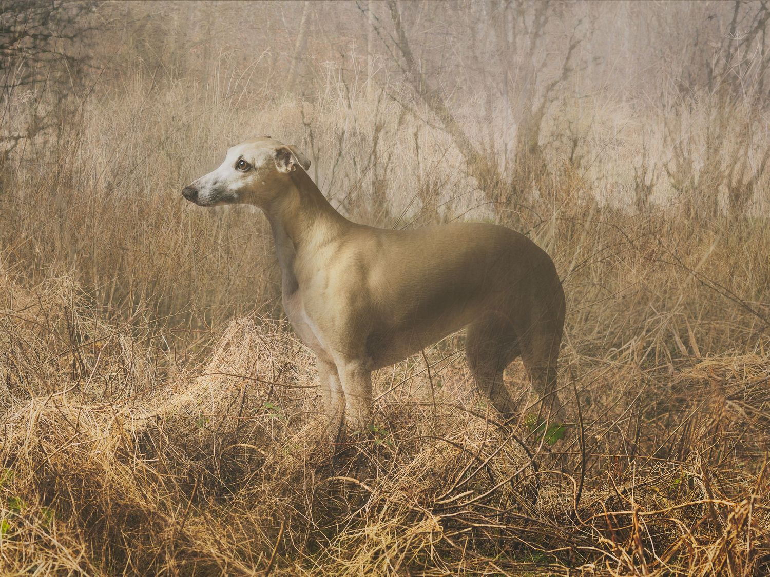 A fawn greyhound stands alert in dry winter brush, its sleek form visible against misty bare trees.