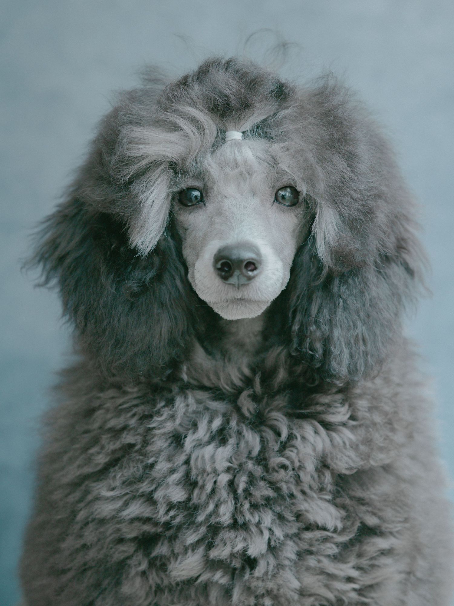 A silver-grey Poodle with a curly coat and blue eyes poses against a teal background.