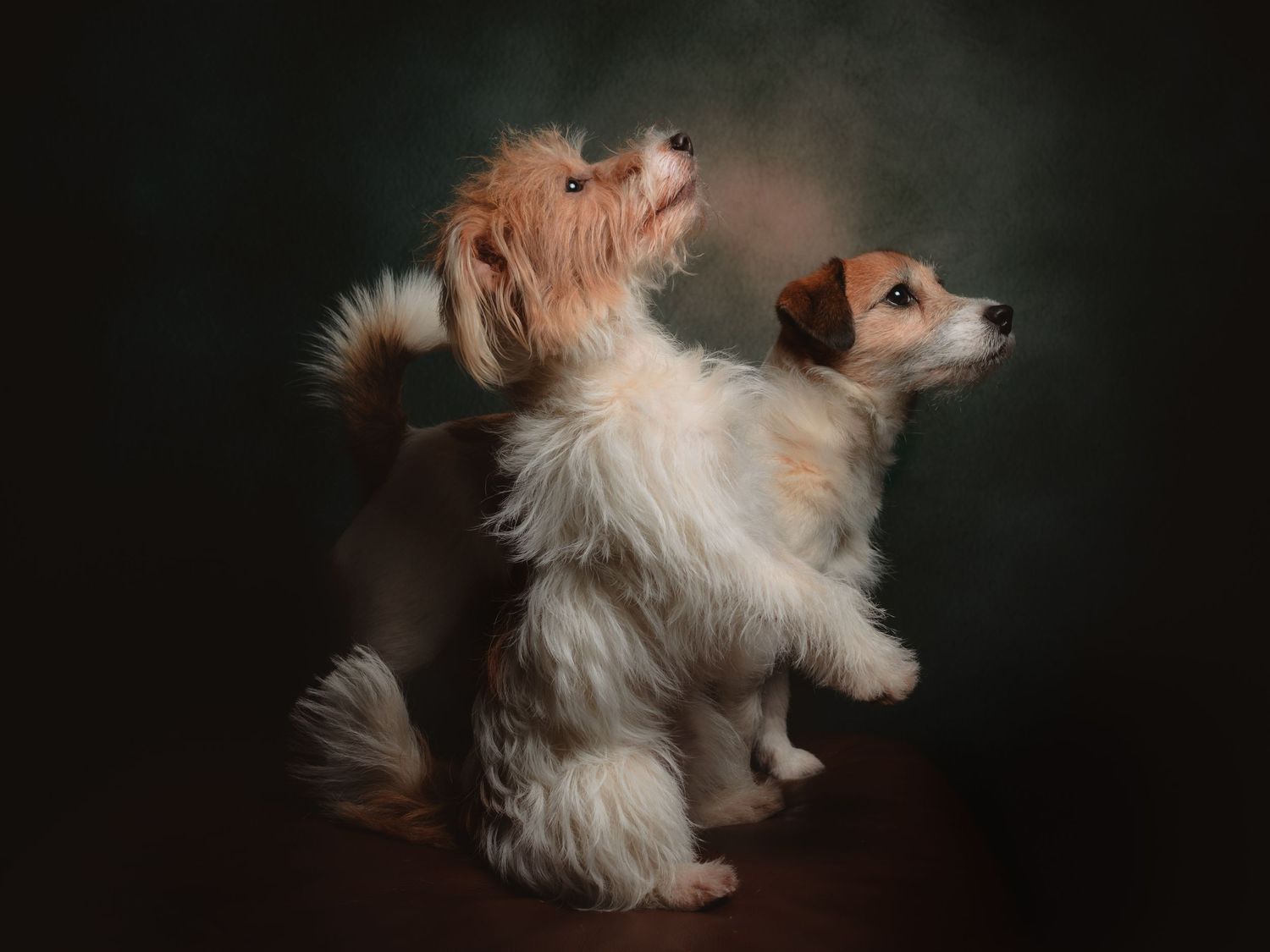 Two small fluffy dogs posing together against a dark studio background.