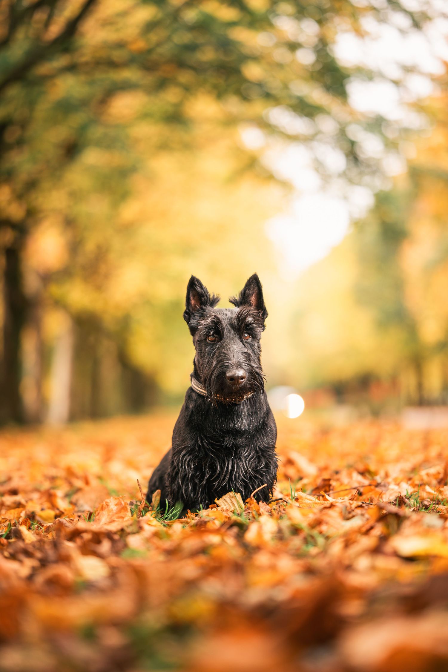 Black Scottish Terrier sitting among fallen autumn leaves in a golden park.