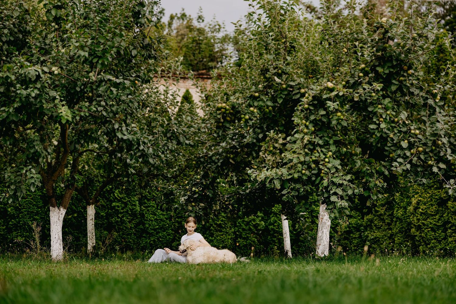 Child sitting on large white dog on green lawn surrounded by trees.
