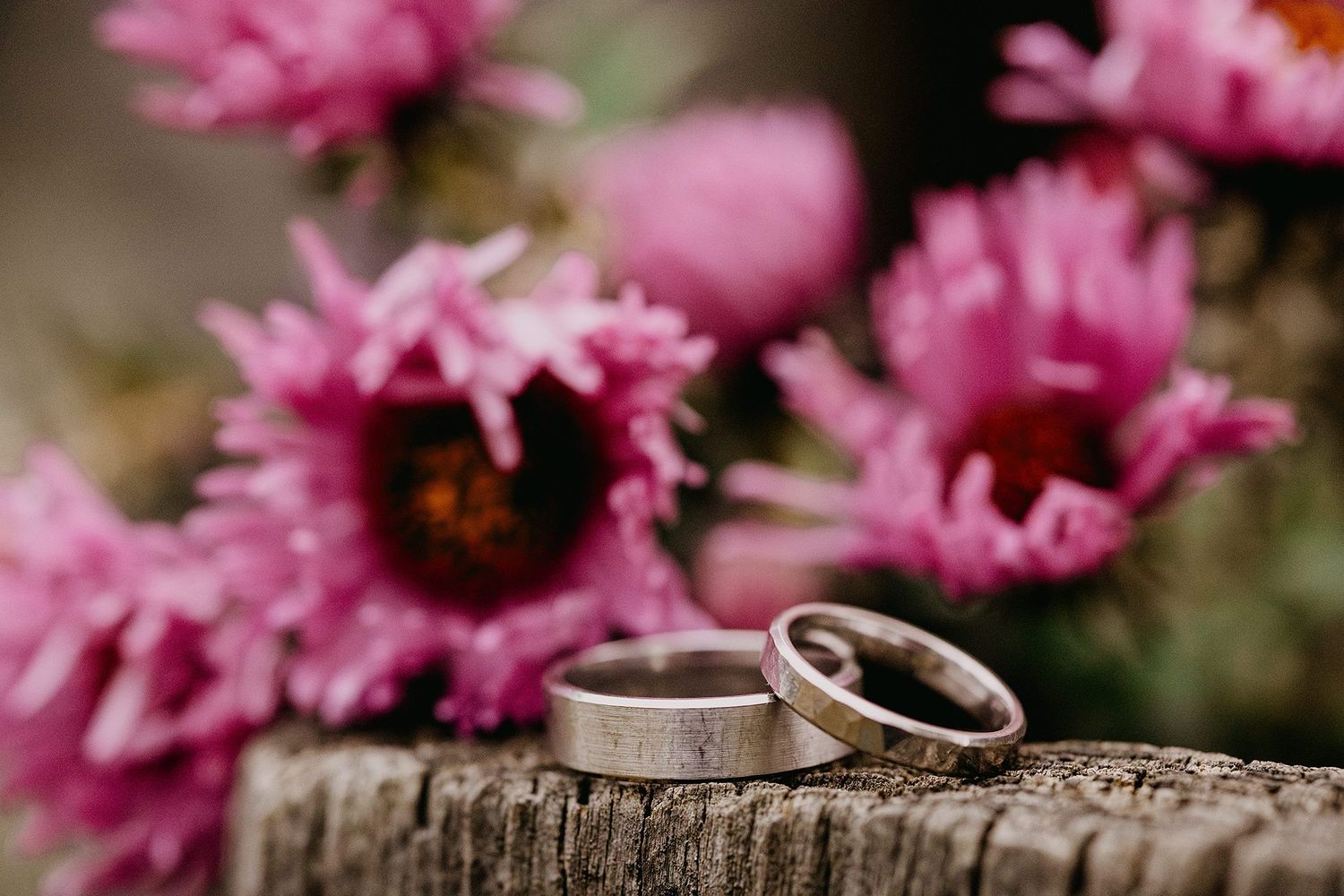 Two silver wedding bands rest on rustic wood surrounded by vibrant pink flowers in soft focus.