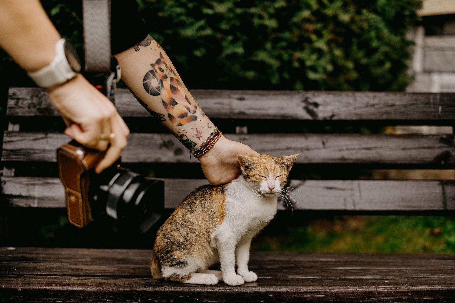 Tattooed hand holding a vintage camera near an orange and white cat sitting on a wooden bench outdoors.