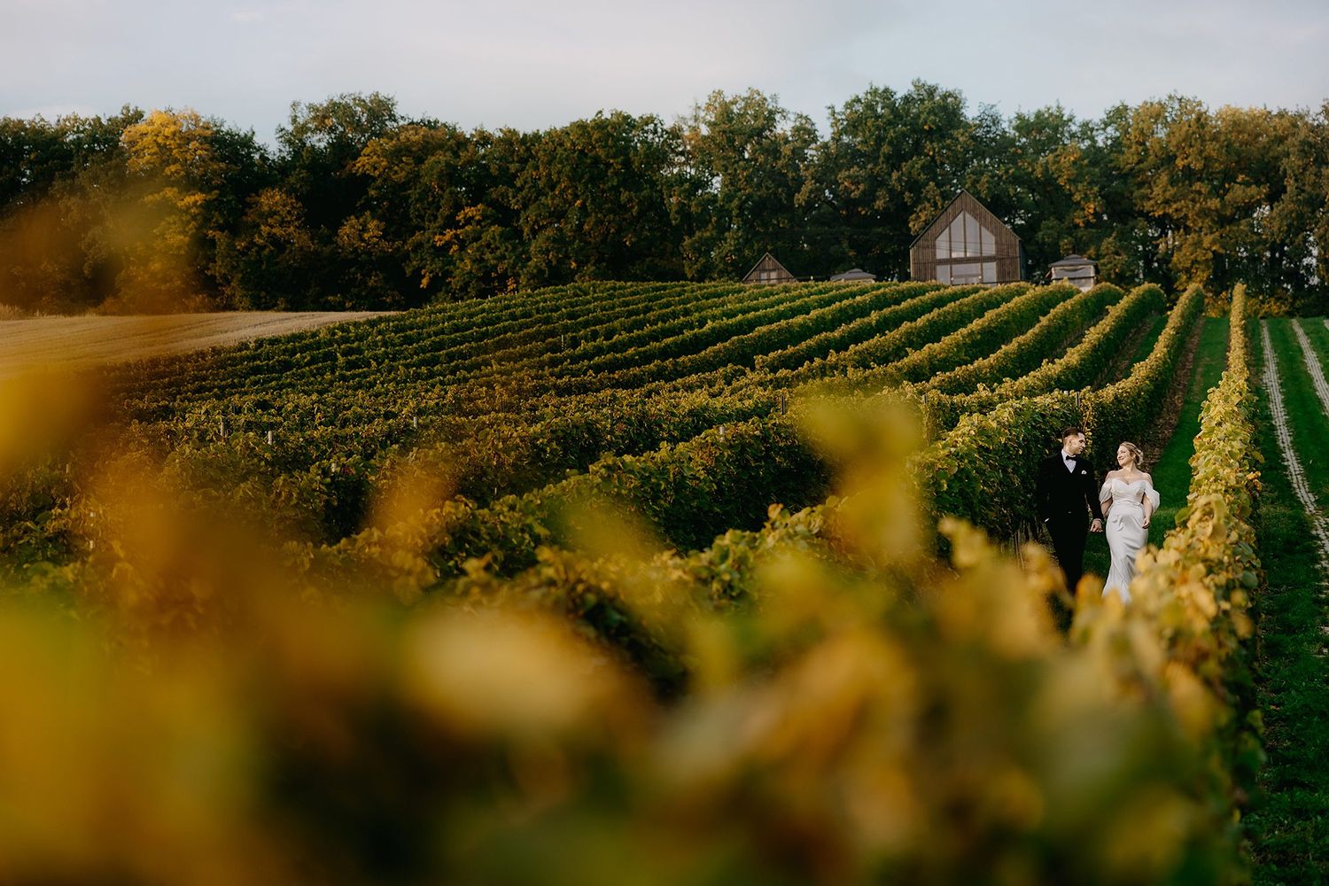 Couple walking through lush vineyard rows with a rustic barn in the background during golden hour.