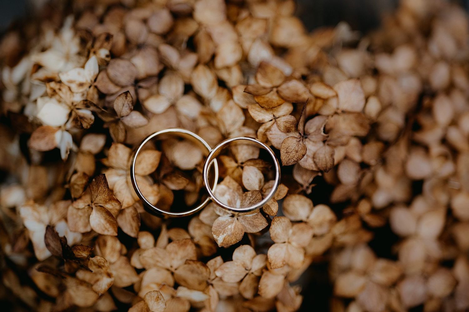 Two delicate gold wedding rings nestled among dried brown hydrangea blooms in a close-up shot.