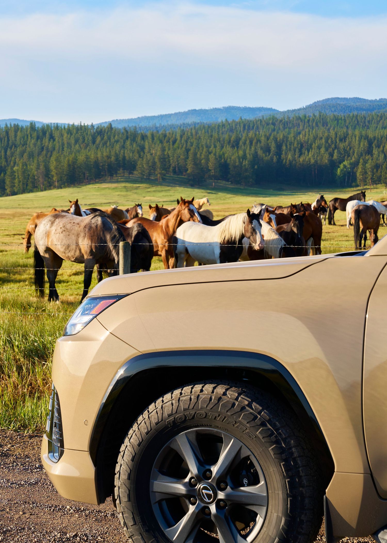 Front corner of gold Lexus LX SUV parked near fence with herd of horses grazing in mountain meadow.