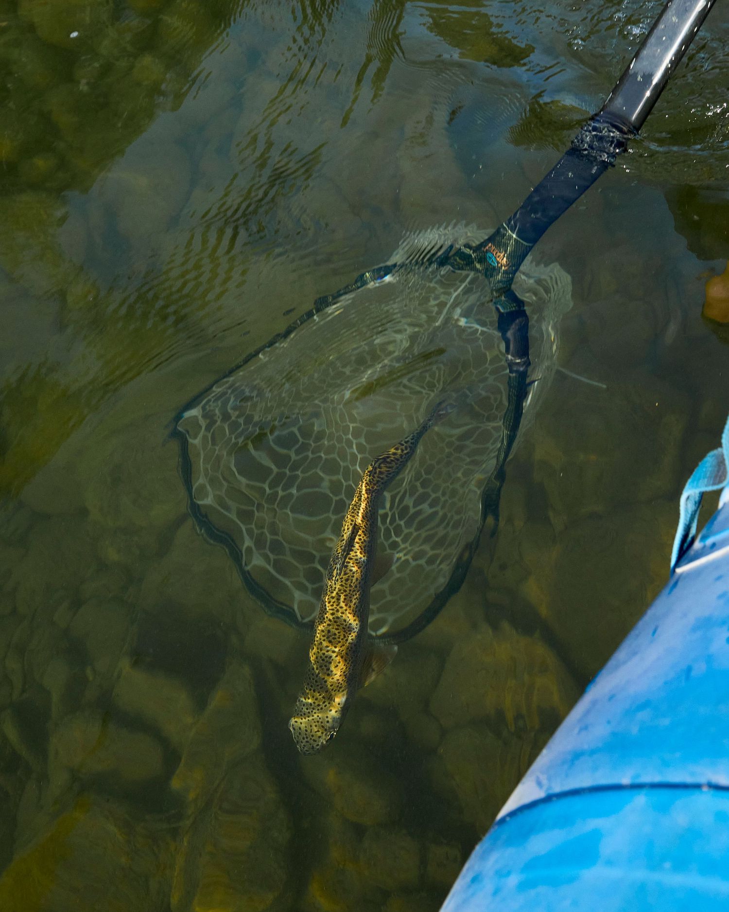 A fish caught in a landing net submerged in clear shallow water beside a blue boat.