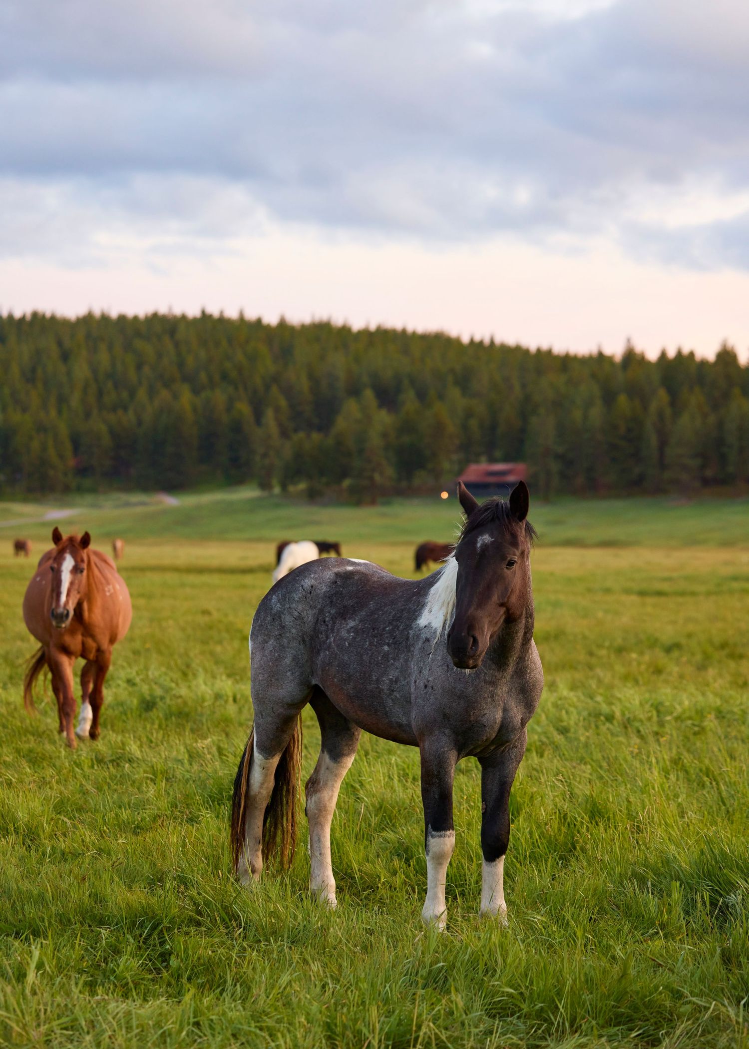 A dapple gray horse stands in a green pasture at dusk with brown horses grazing behind it near a pine forest.