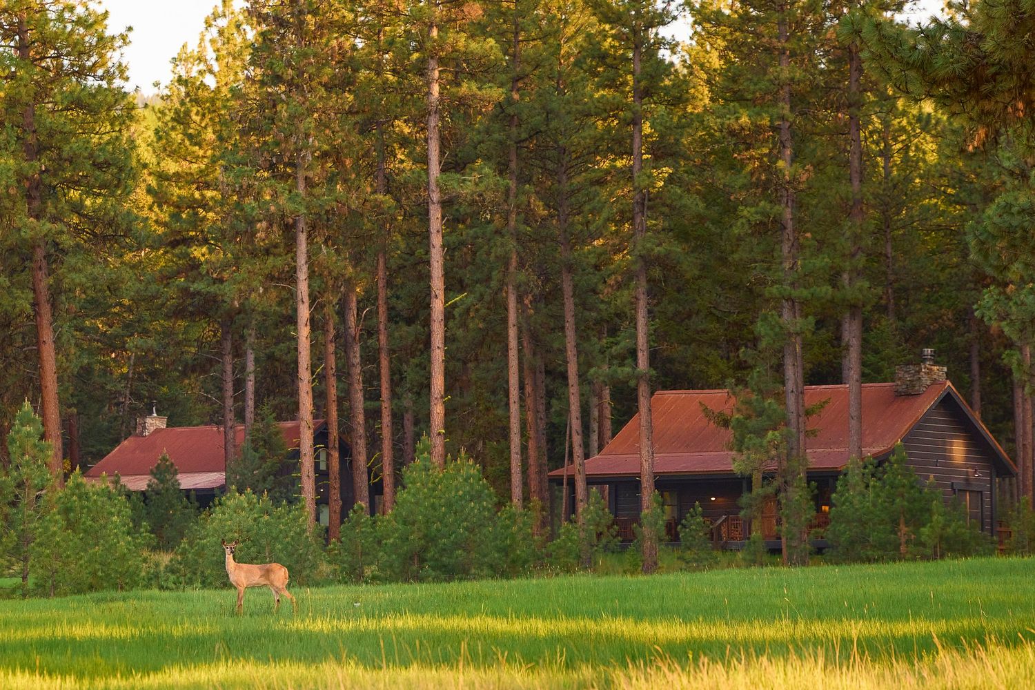 Deer grazing at golden hour near rustic cabin lodges surrounded by tall pine forest.