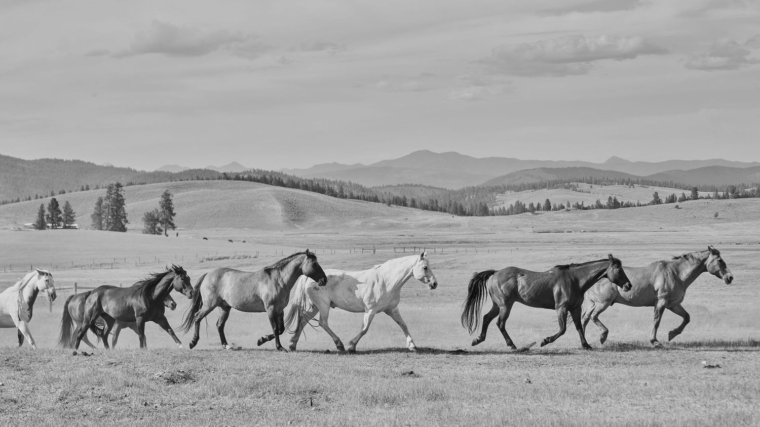 Herd of horses running across open field with mountain range in black and white.
