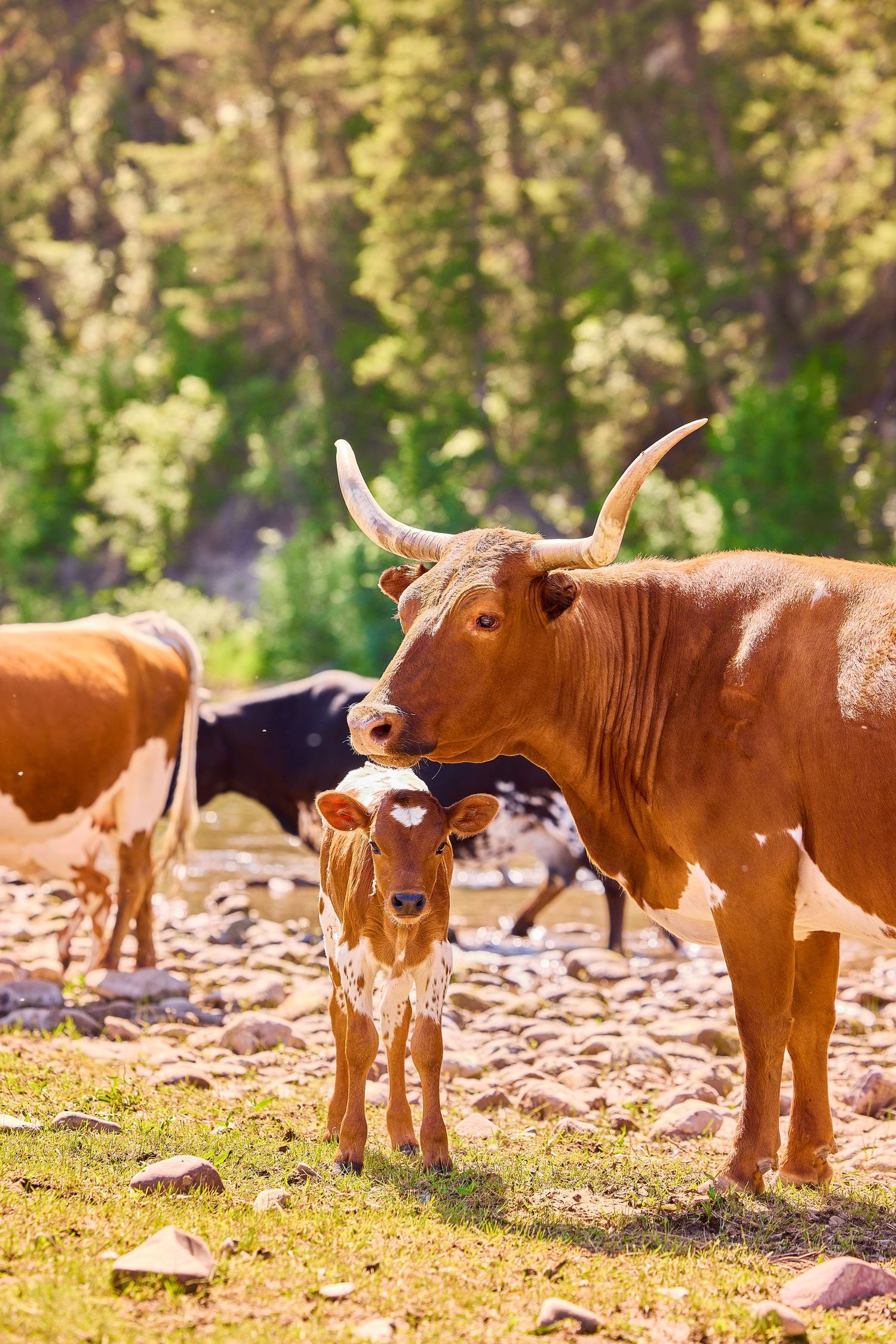 A brown longhorn cow nuzzles her calf in a rocky pasture surrounded by lush green trees.