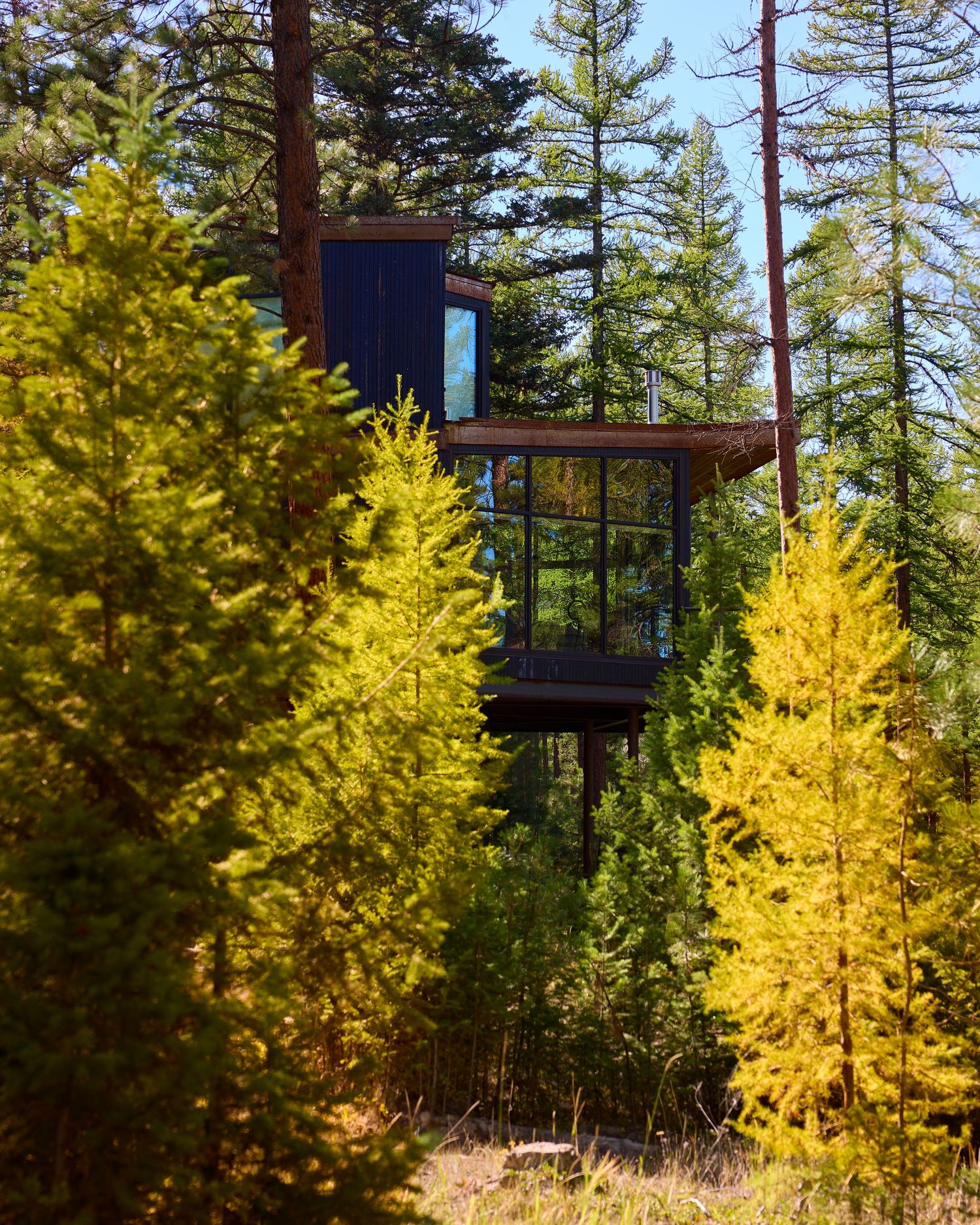 A tall dark modern cabin rises above golden and green larch trees in an autumn forest setting.