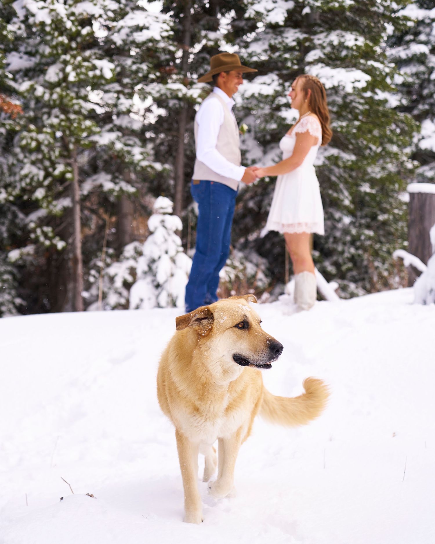 Golden retriever dog in foreground with wedding couple dancing in snowy pine forest background.
