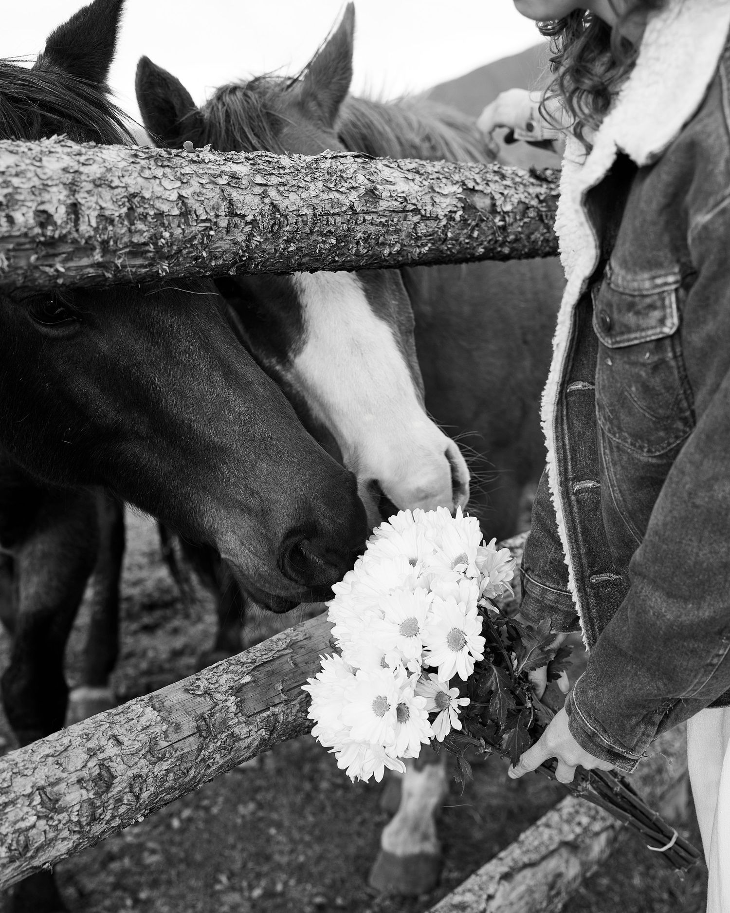 A horse sniffing a bouquet of white daisies held through a wooden fence rail.