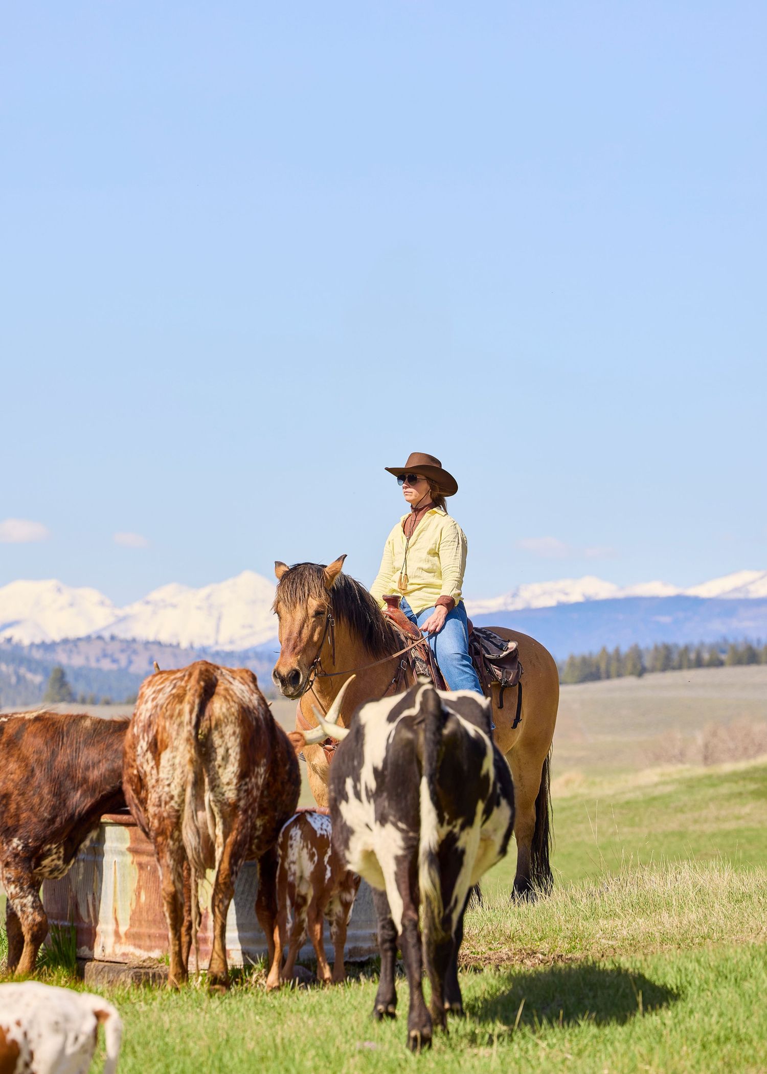 Cowboy on horseback herding horses in green meadow with snow-capped mountains in background.