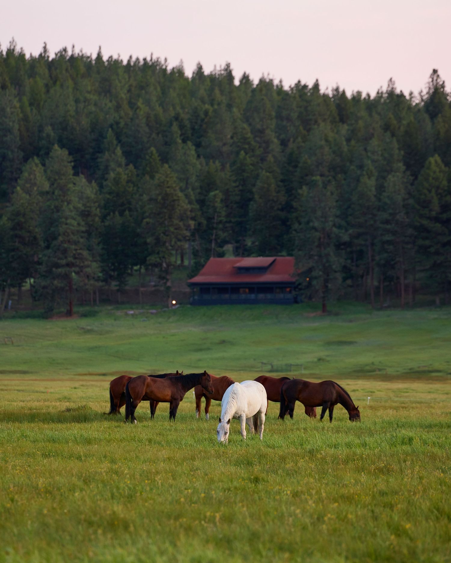 White and brown horses grazing in green meadow with pine forest and rustic cabin at dusk.