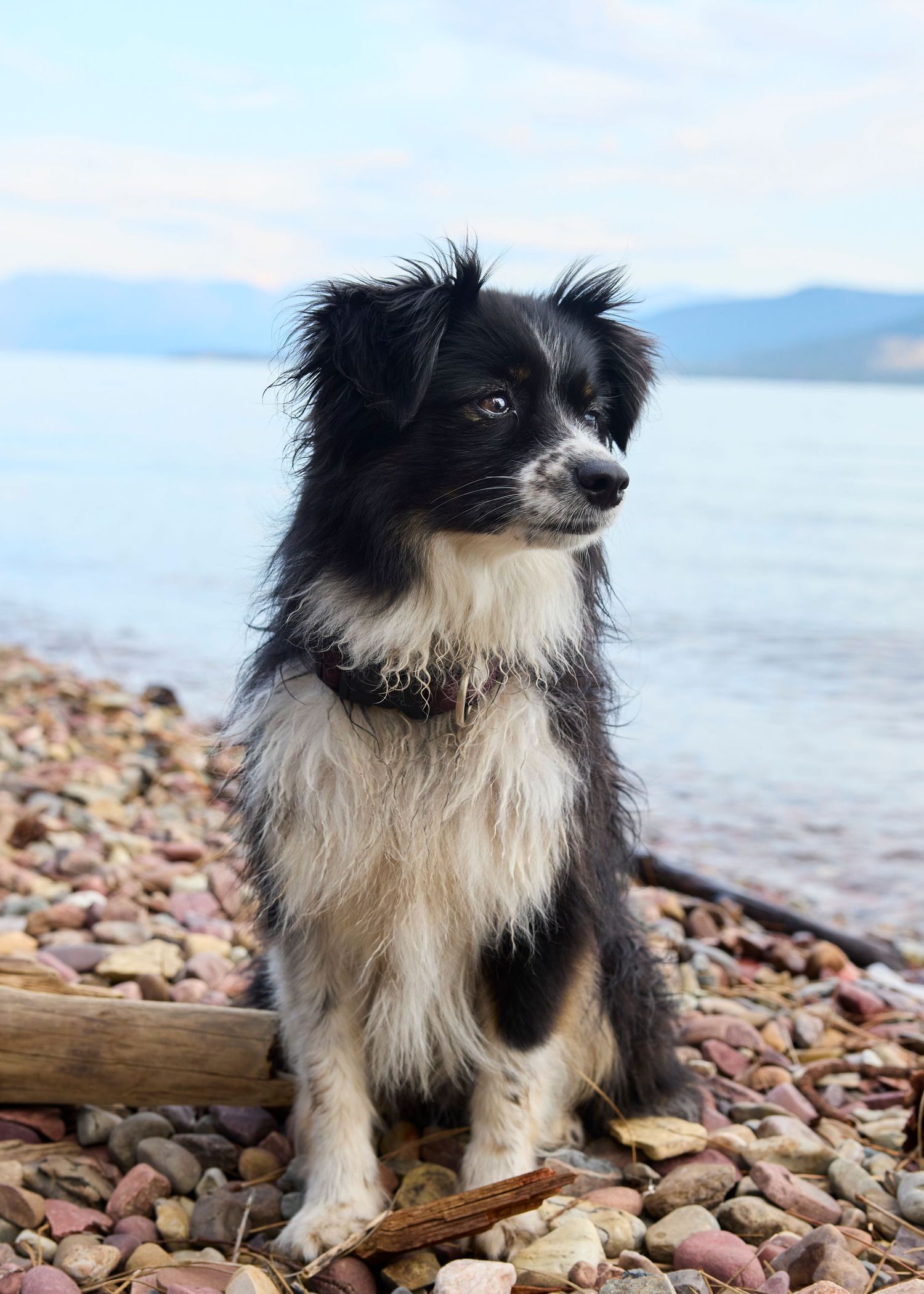 Black and white border collie mix sits on rocky pebble beach with lake and mountains behind.