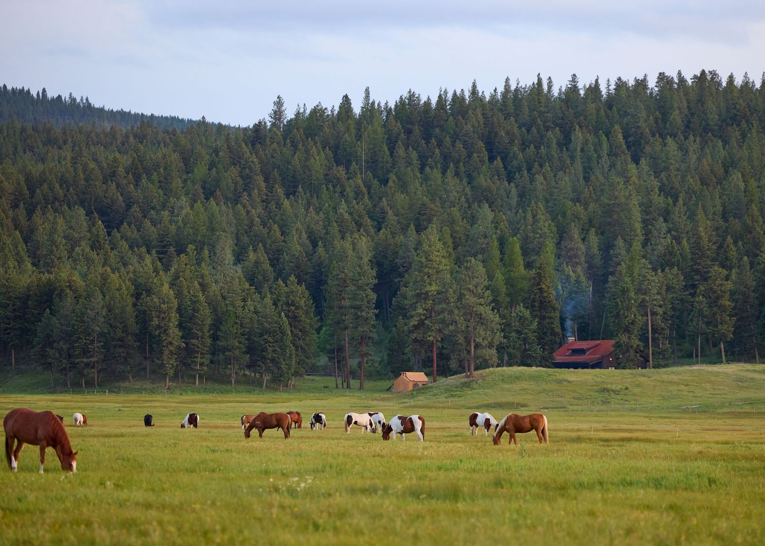 Colorful horses grazing peacefully in open green pasture with evergreen forest and red barn.