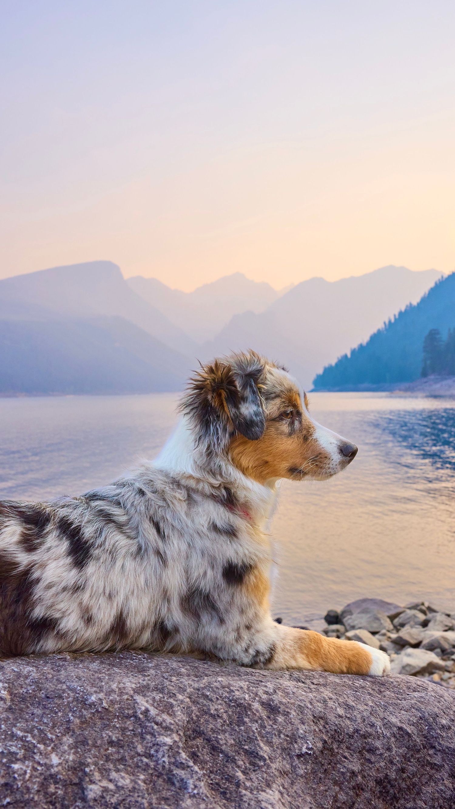 Blue merle Australian Shepherd dog rests on rocky shore gazing at misty mountain lake at sunset.