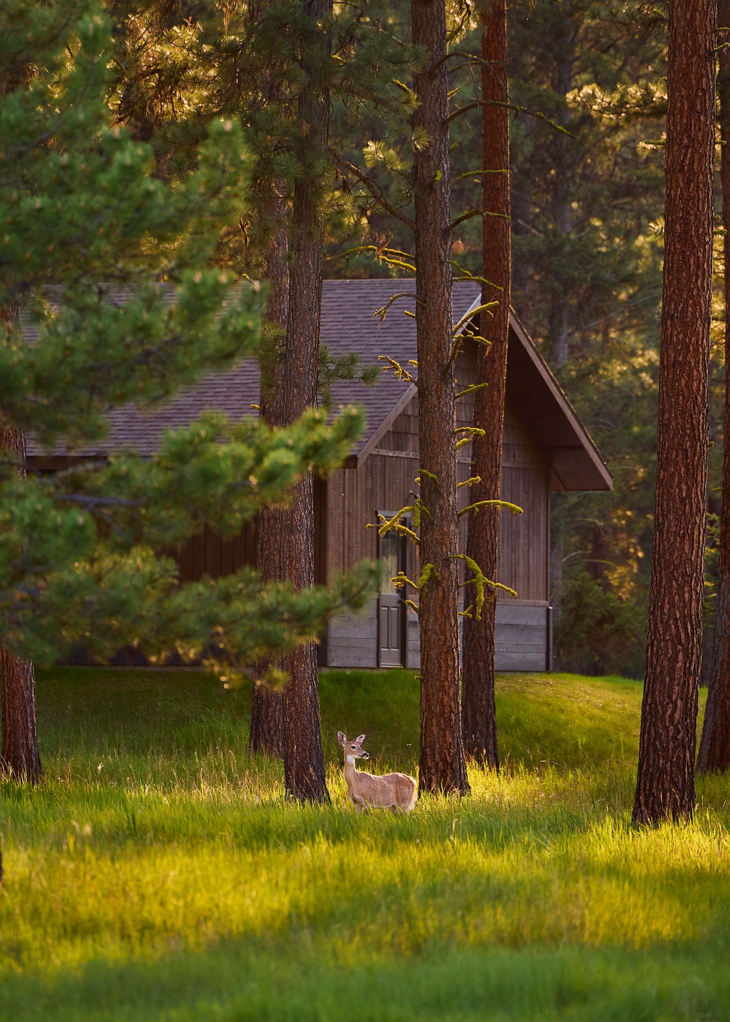 A deer stands peacefully among tall pine trees near a rustic wooden cabin at golden hour.