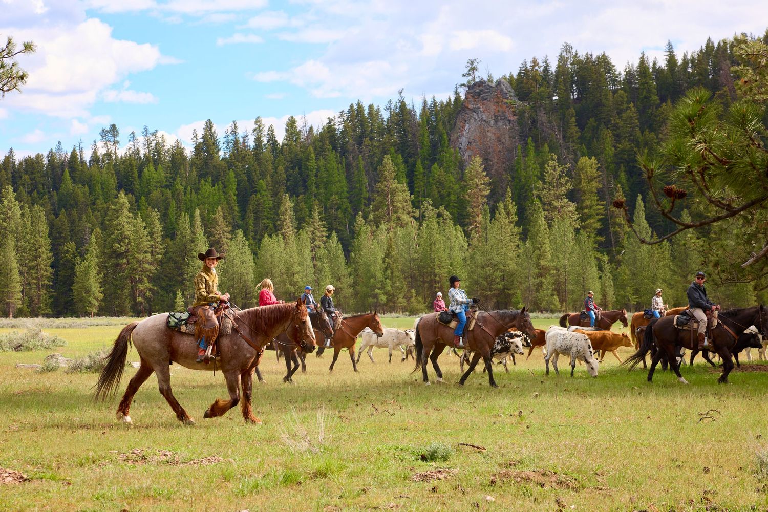 Riders on horseback herding cattle through lush green meadow bordered by tall evergreen pine trees.