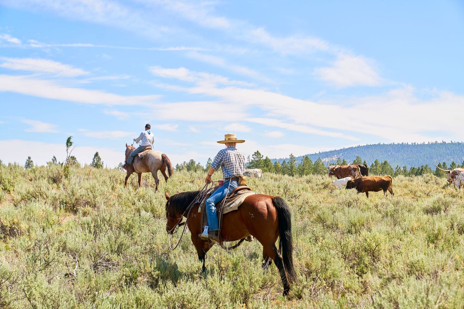 Cowboys on horseback driving cattle through sagebrush-covered rangeland under partly cloudy sky.