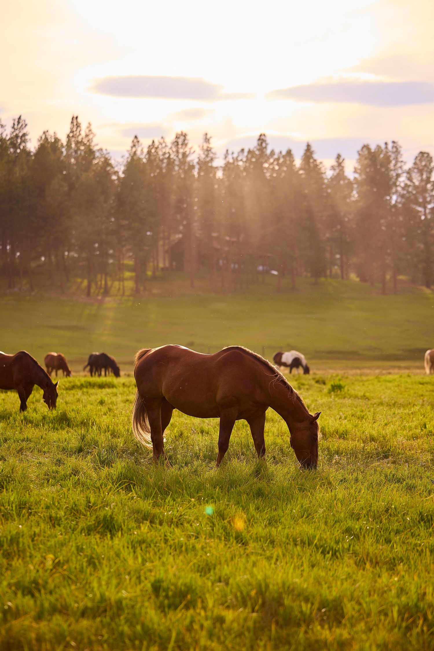 A chestnut horse grazes in a sunlit green meadow with golden sunbeams filtering through pine trees at sunset.