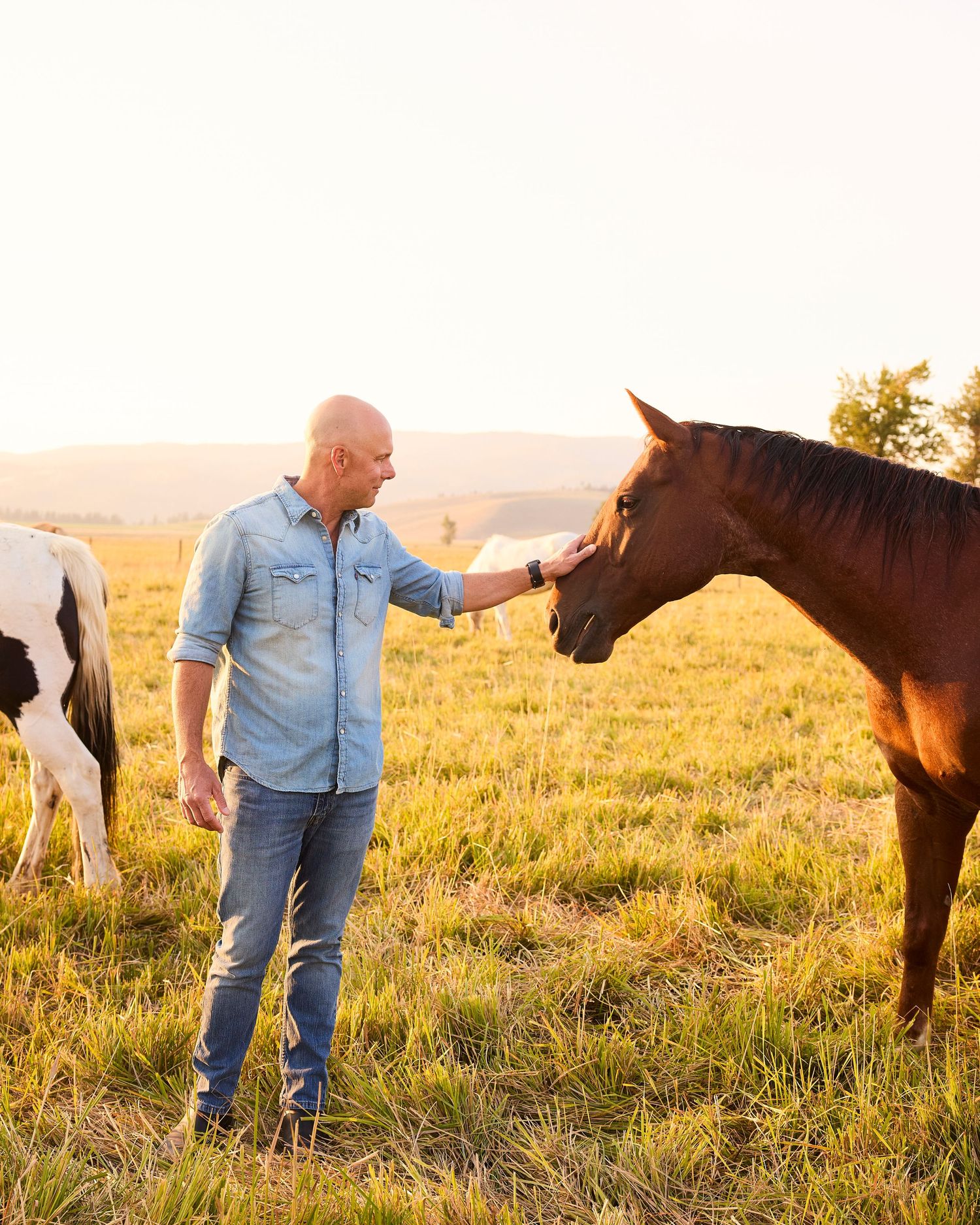 Bald man in denim shirt gently petting brown horse in sunlit green pasture at sunset.