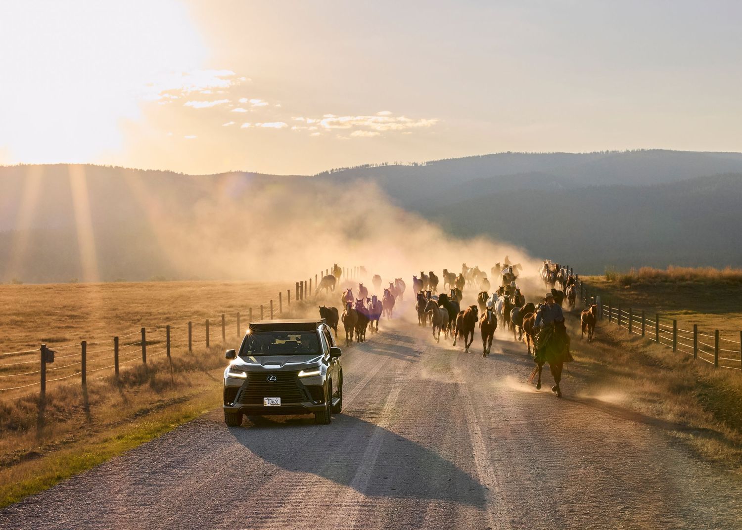Lexus LX SUV leads large horse herd down dusty rural road at golden sunset with rolling hills behind.