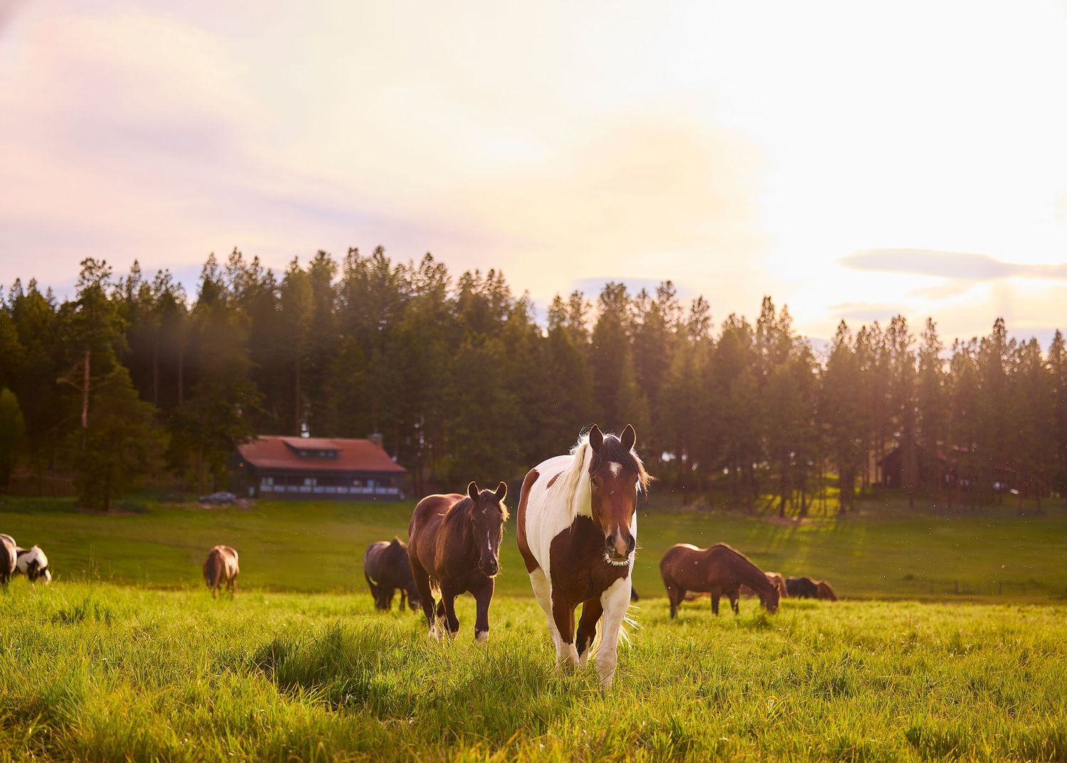 Pinto horse leading a herd across a sunlit green pasture with a red farmhouse and trees behind.