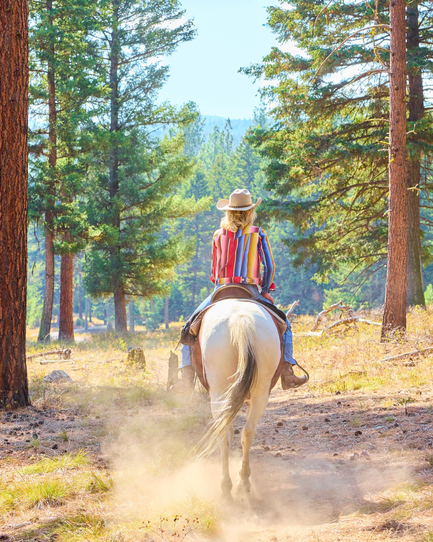 A rider in a colorful striped shirt on a white horse travels through a sunlit pine forest trail.