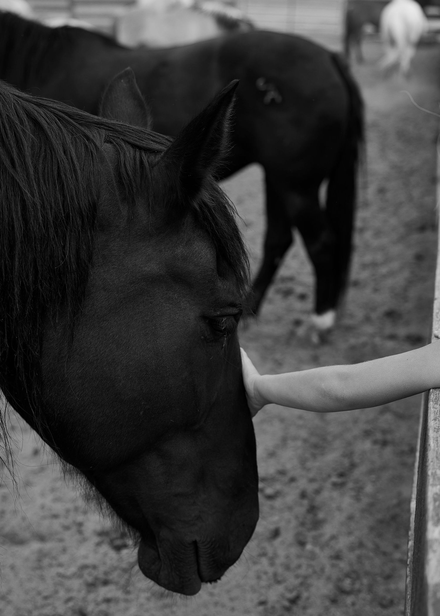 A dark horse being gently touched by a human hand in a black and white farm photo.
