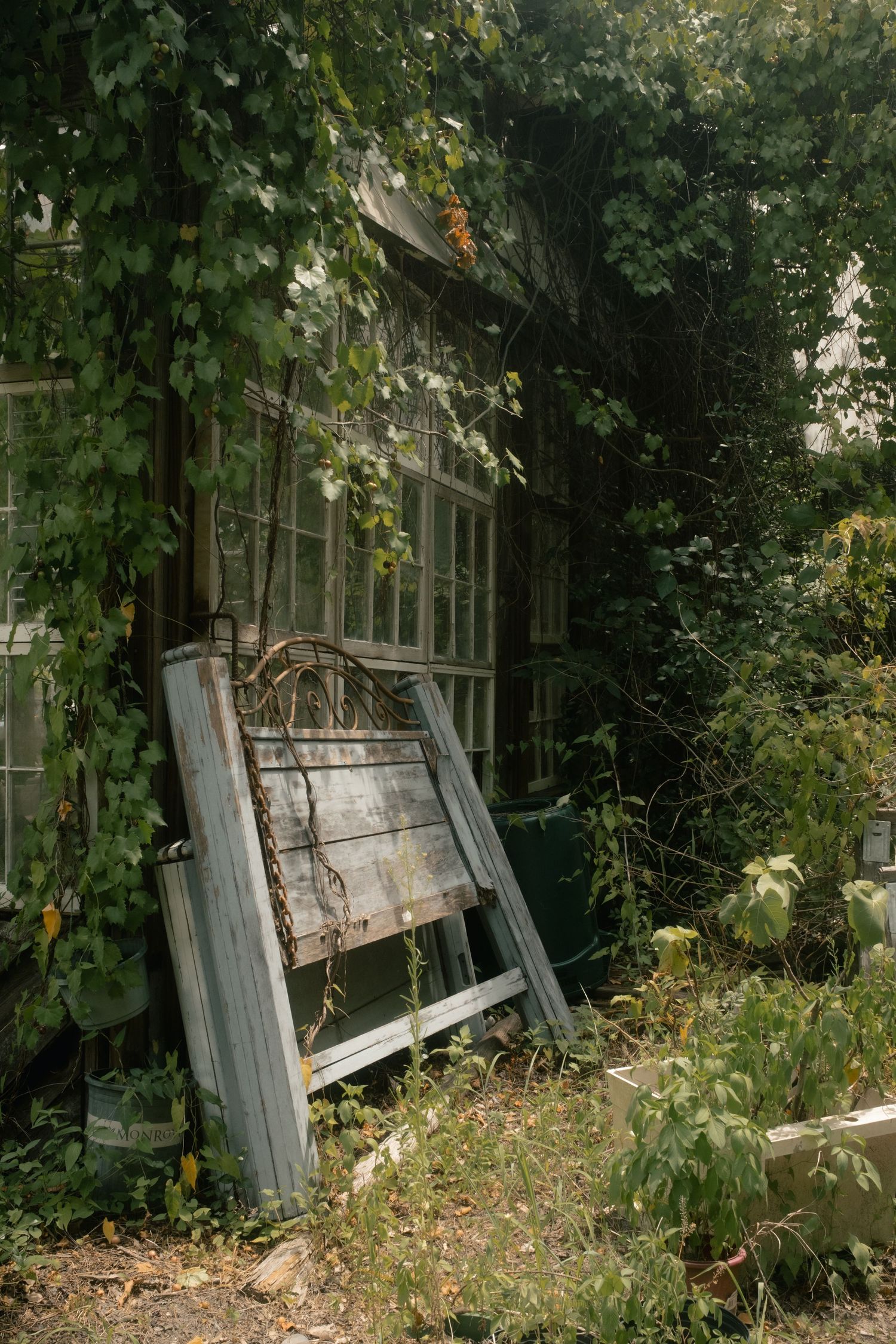 Abandoned greenhouse overgrown with ivy, featuring weathered wooden frames and old windows surrounded by lush green vegetation.