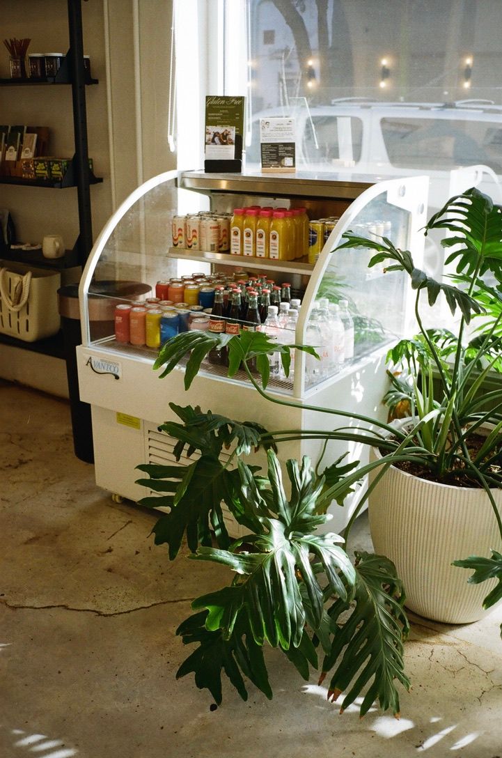 White curved glass display case with drinks beside large monstera plant in cafe.