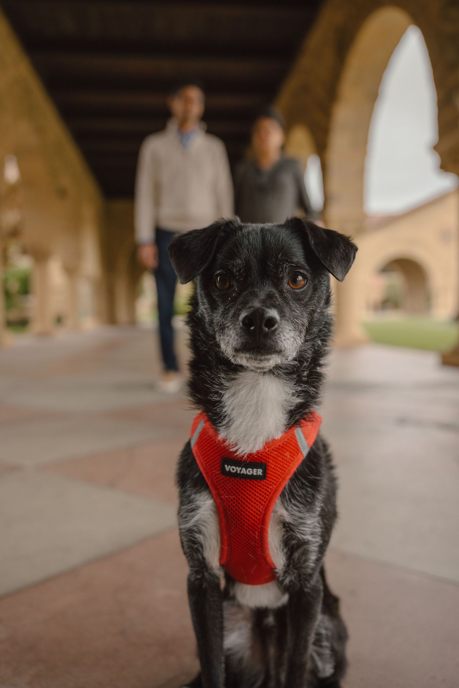 parents in the background with pup in focus for family portraits in Stanford University
