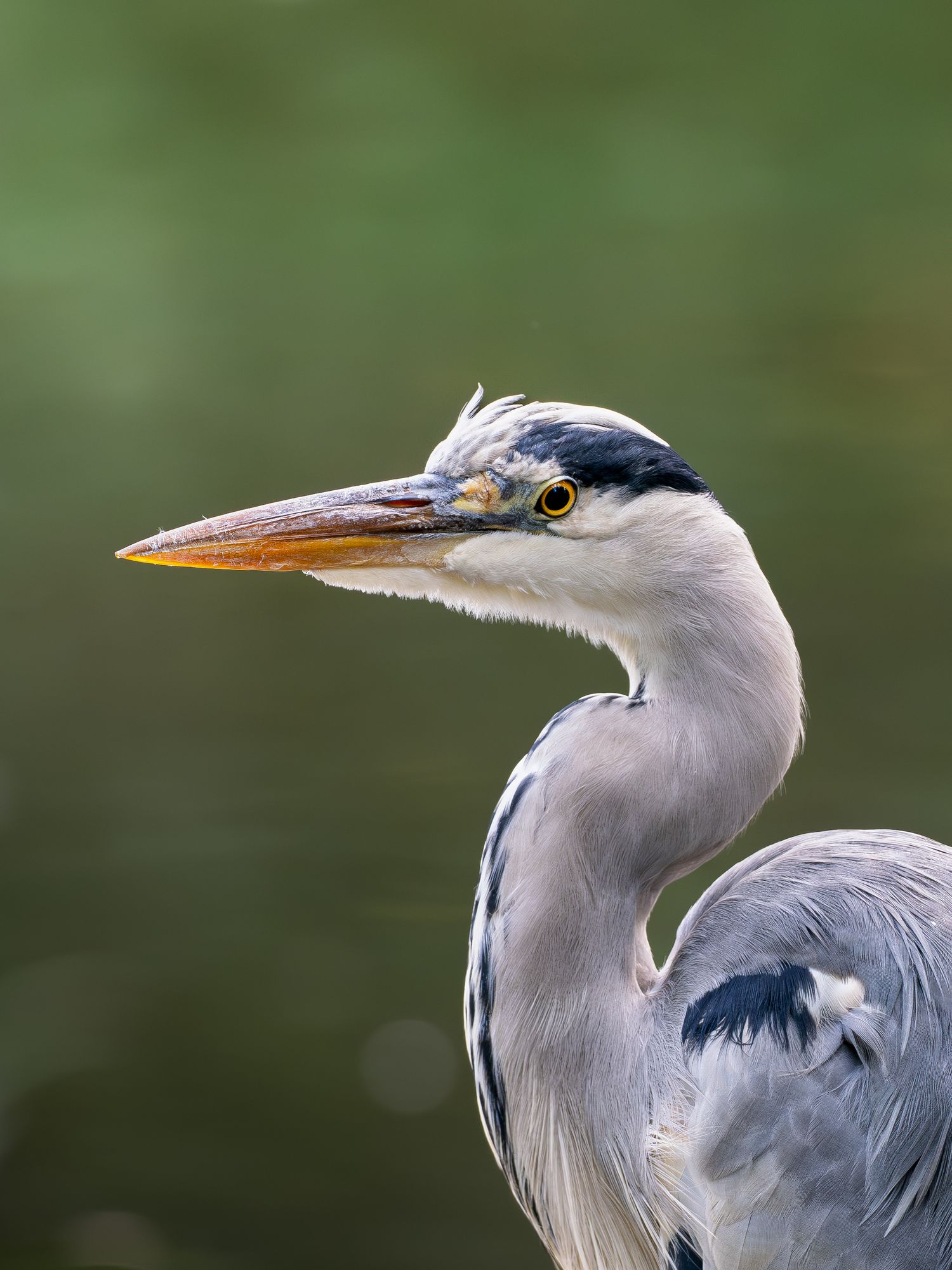 Grey Heron amongst a clean green backdrop