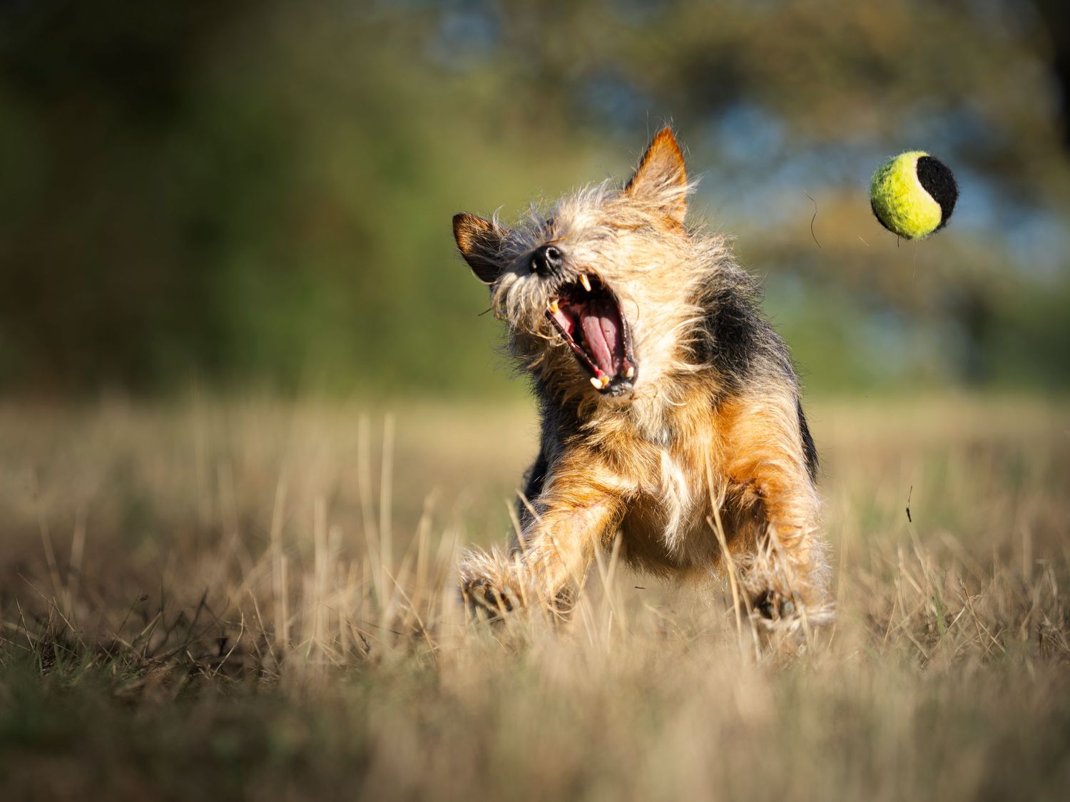 Terrier missing the catch of a ball