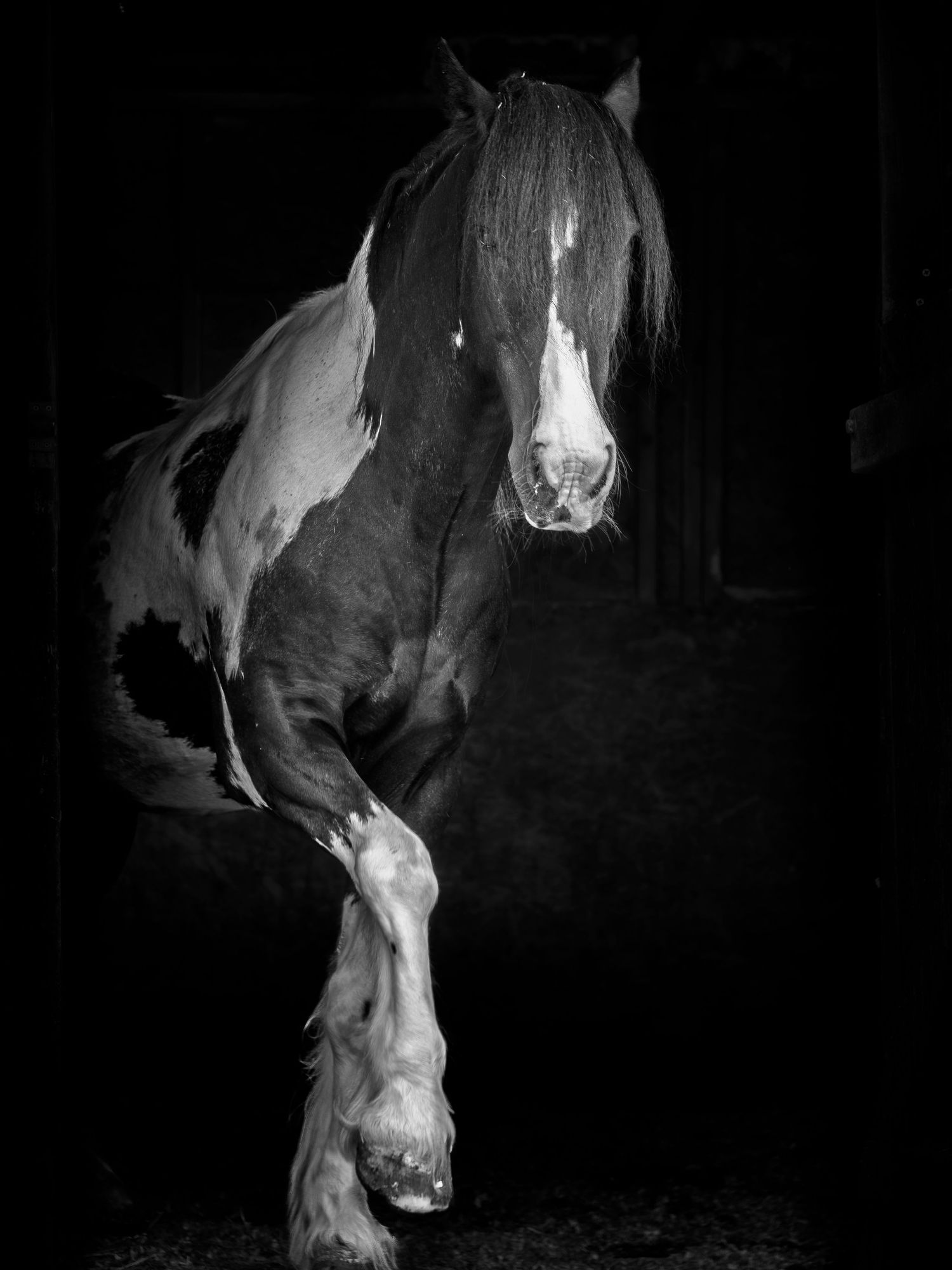 Black and white image of Clients horse in stable