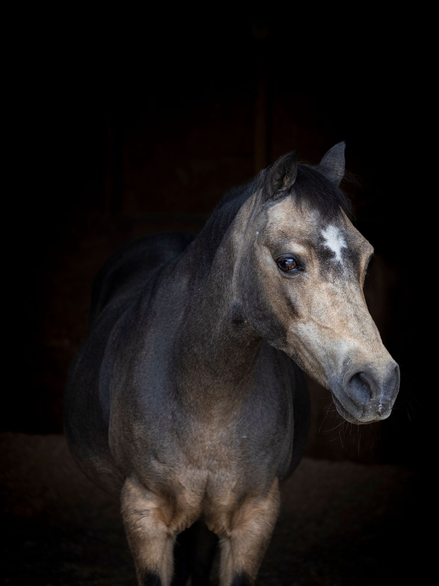 Clients horse in stable