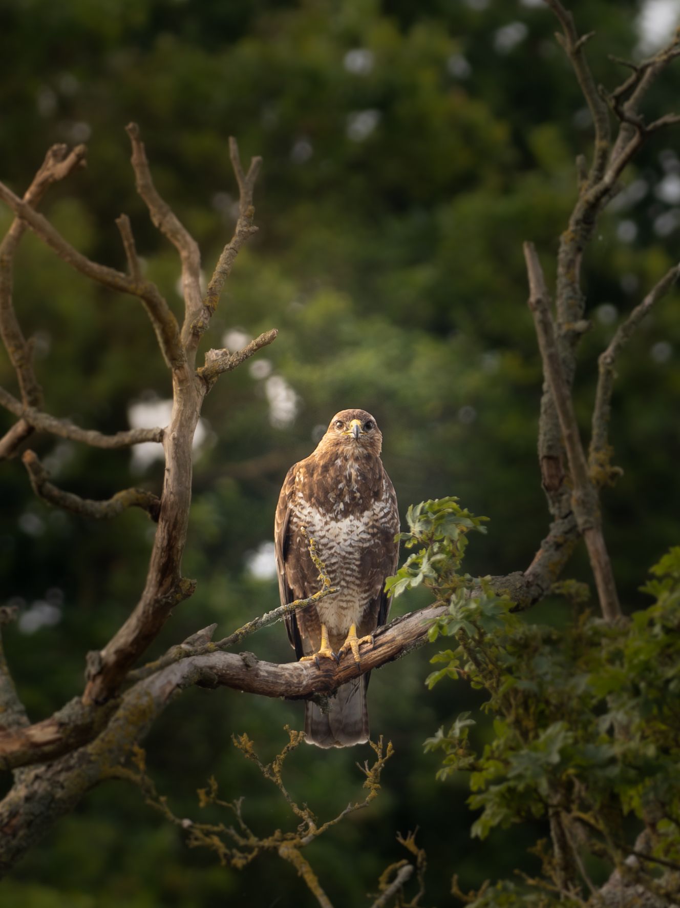 A common Buzzard staring into the camera lens from a distant tree.