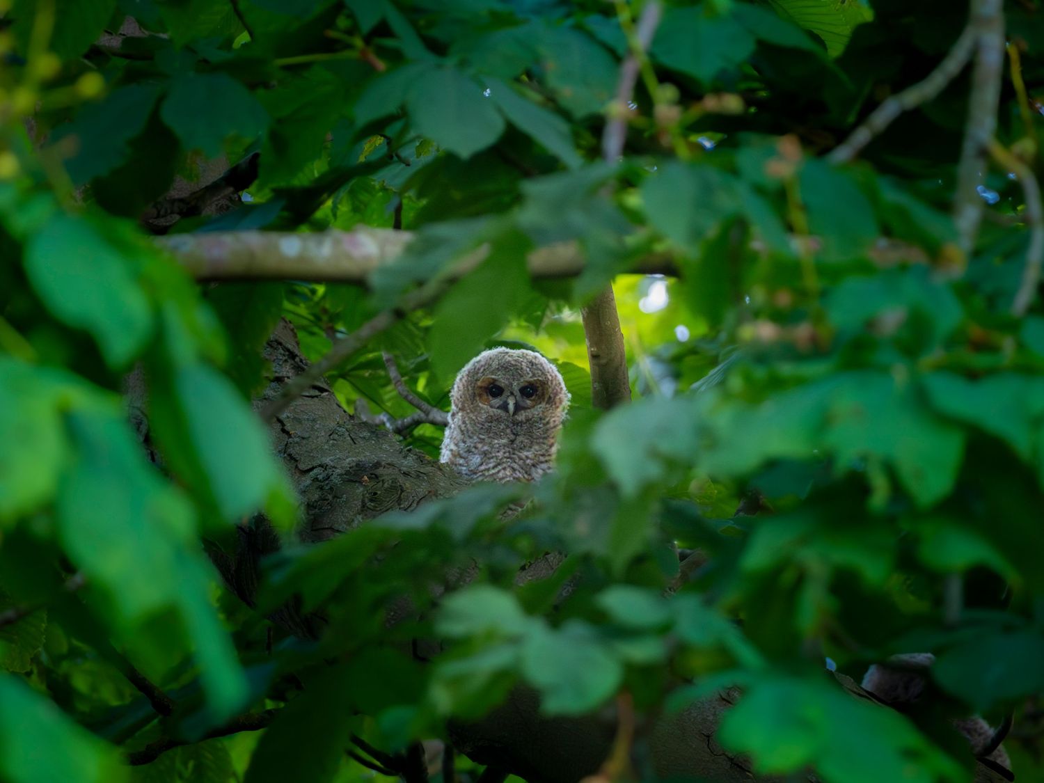 A Baby Tawny Owl staring into the camera through some foliage