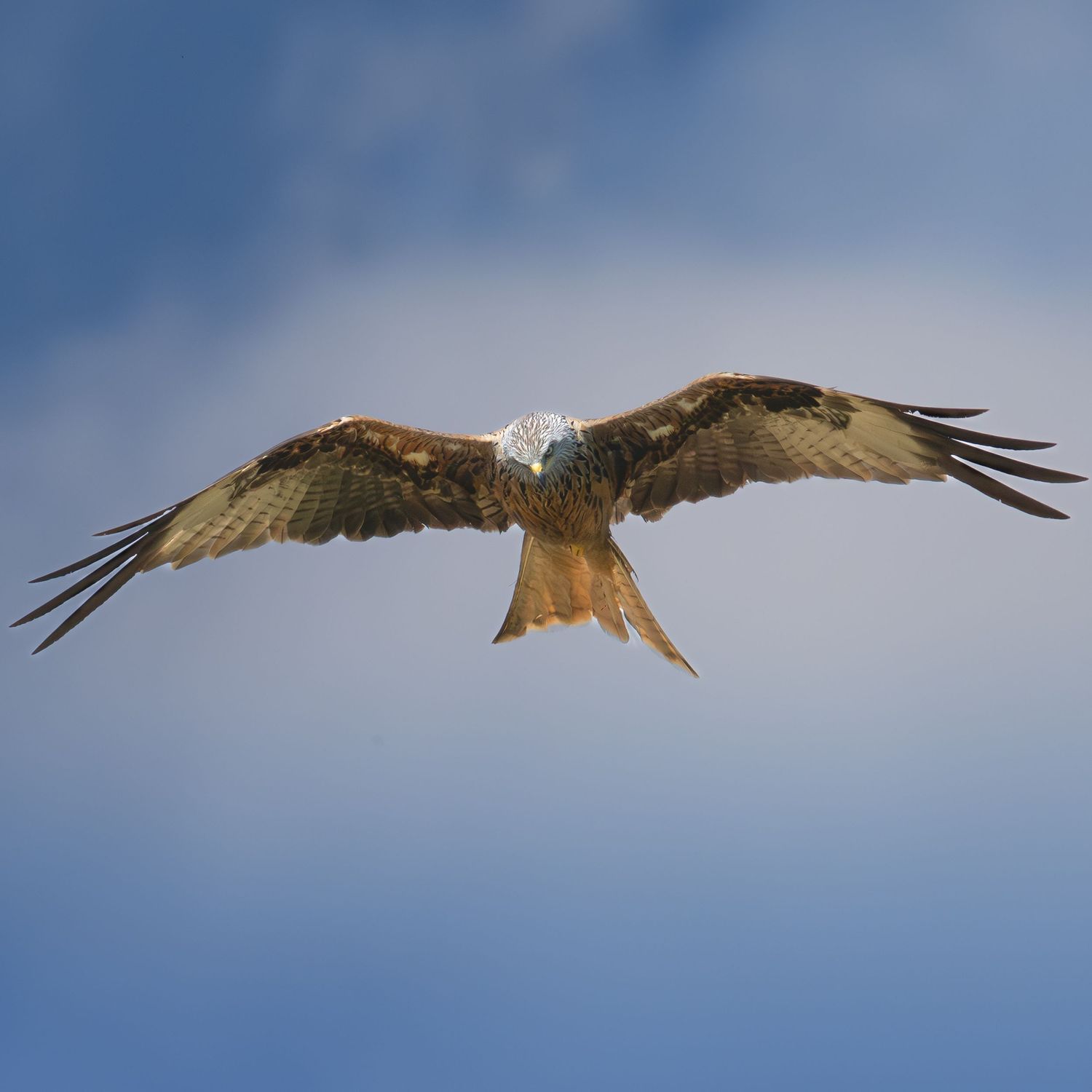 Red kite with wings spread staring down camera lens.