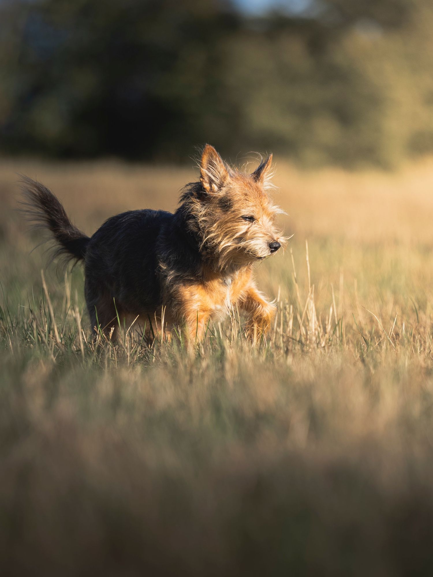 Terrier looking cute in grass