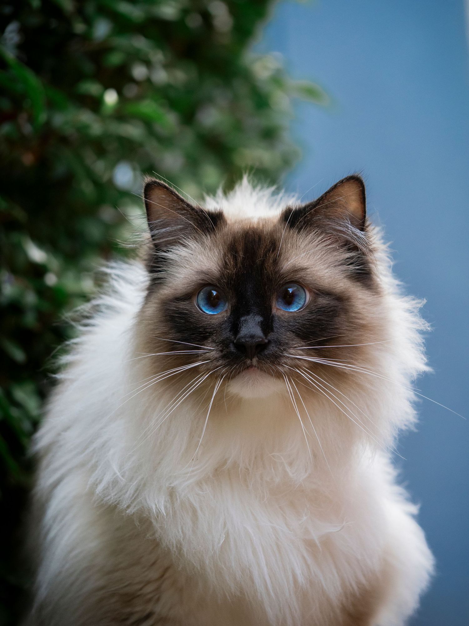 Pet Cat Homer Looking towards the camera with large eyes.