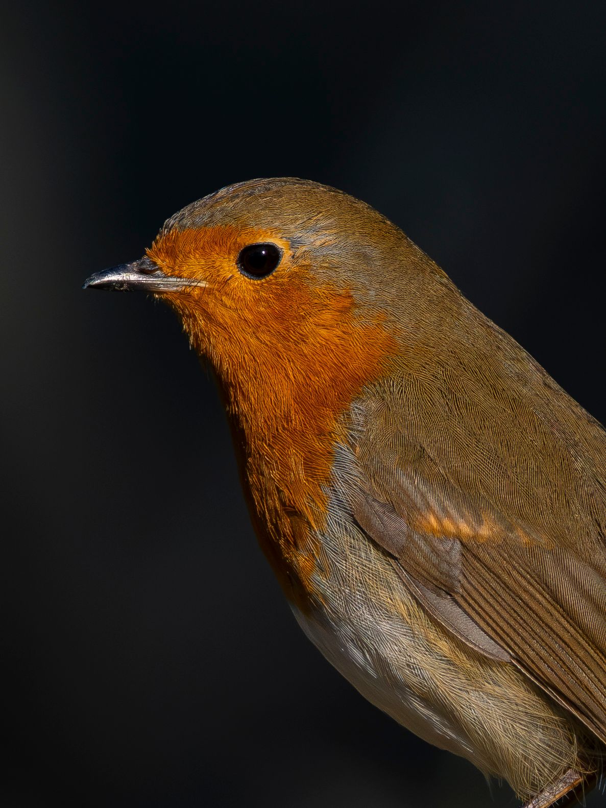 A Robin with an unsaturated clean backdrop